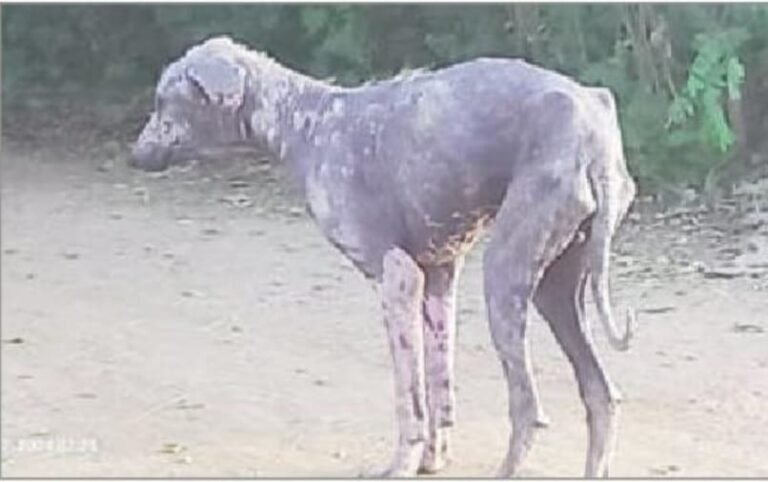 Strange disease of stray dogs