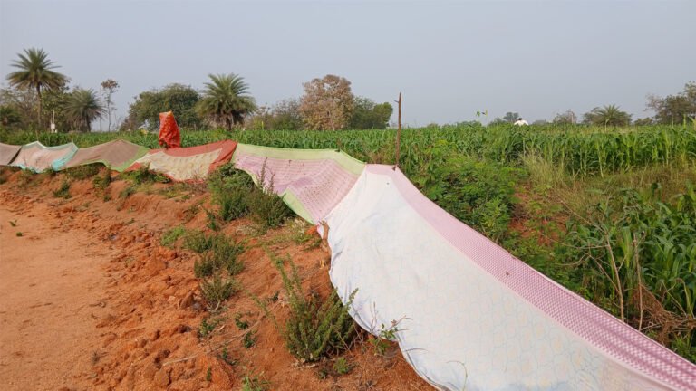 Sarees are the protection of the crop.